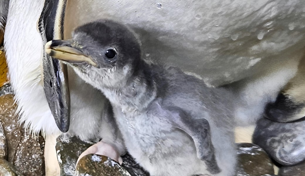 Flauschiger Nachwuchs bei den Pinguinen erobert die Herzen