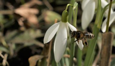 Der Frühling summt näher