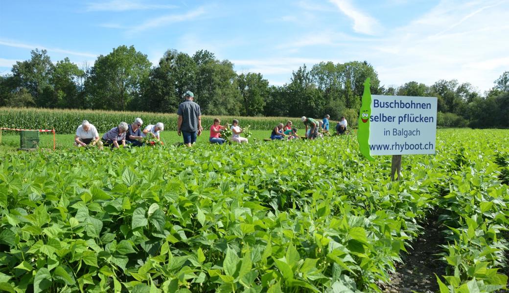 Bereits im dritten Jahr lädt der Verein Rhyboot zum Selberpflücken auf seinem Buschbohnenfeld.