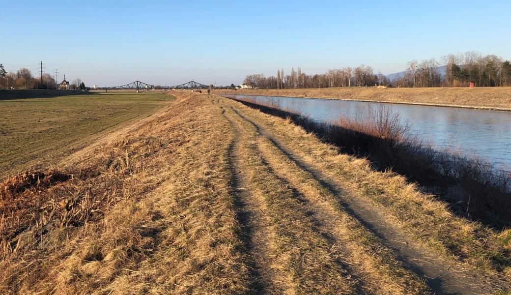 Schön ist der Anblick nicht. Der Kahlschlag auf dem Damm im Rheinvorland dient jedoch der Sicherheit. Nur so lassen sich Beschädigungen am Mittelwuhr erkennen und beseitigen.