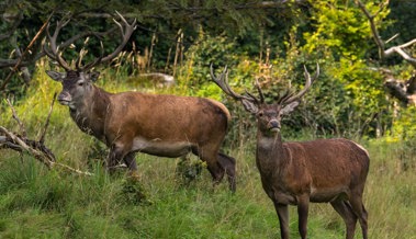 Jäger wehren sich gegen Jagdruhepause - im Wald bleibt es auch dann unruhig