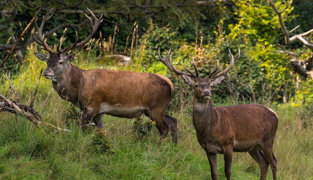 Jäger wehren sich gegen Jagdruhepause - im Wald bleibt es auch dann unruhig