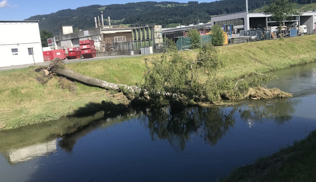 Der Sturm am Freitagabend fällte diese Birke am Binnenkanal in Au hinter der Verwert AG.