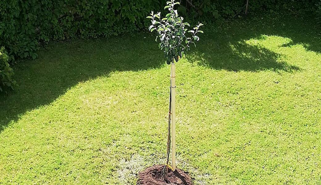 Der Apfelbaum, gepflanzt für die nächsten Generationen, steht für die Freude an Gottes Schöpfung.