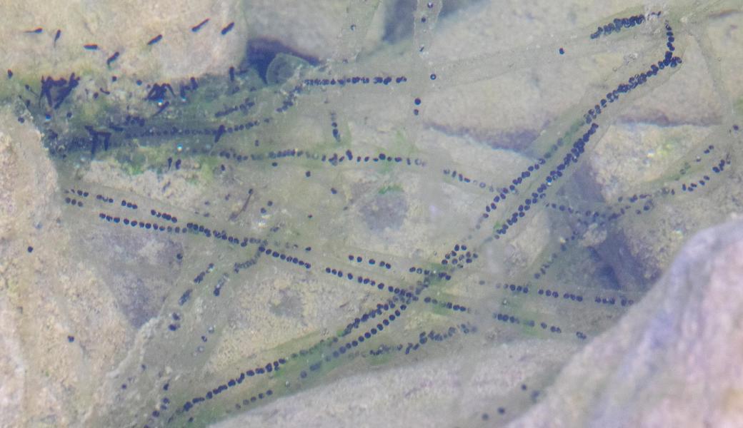 Im neu geschaffenen Weiher fühlten sich die Erdkröten auf Anhieb wohl, das zeigen die Laichschnüre und Kaulquappen.