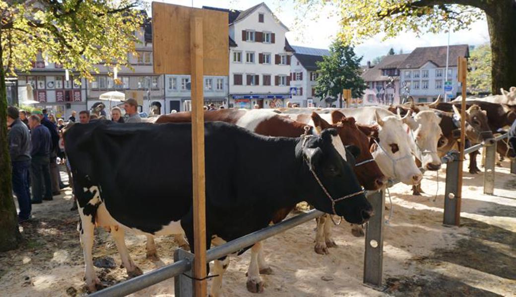 Die Bauern aus der Umgebung präsentieren ihre schönsten Tiere, die einzelnen Rassen werden prämiert. 