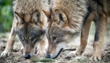 «Wir wollen scheue Wölfe»:  Im Kanton St. Gallen werden deutlich weniger Nutztiere gerissen