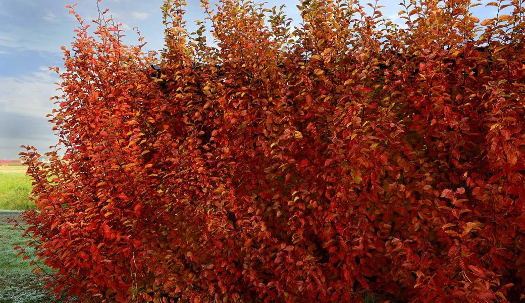 Eine Hecke, die auch im Herbst imposant aussieht: Die Hainbuche Carpinus betulus «Orange Retz».