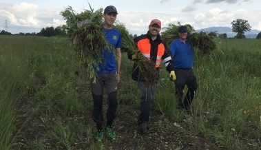 So können Passantinnen und Passanten invasive Neophyten am Hochwasserdamm entsorgen
