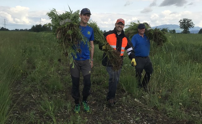 So können Passantinnen und Passanten invasive Neophyten am Hochwasserdamm entsorgen