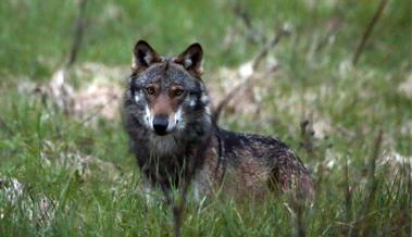 Wolfspräsenz genetisch bestätigt