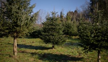 Grüne Weihnachten passen zum Dezember, einem widersprüchlichen Monat