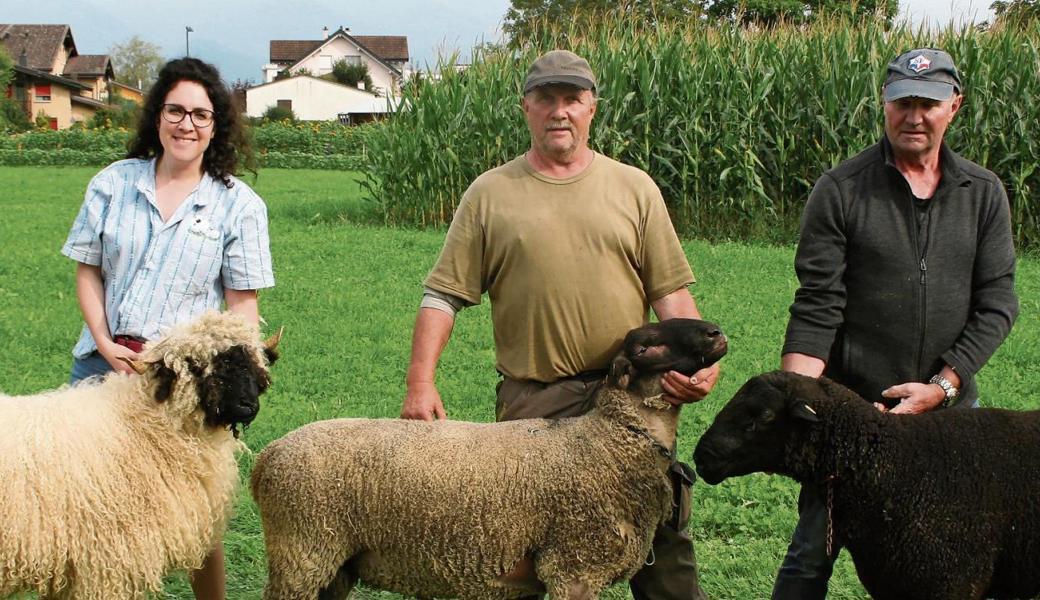 Von links: Das Walliser Schwarznasen-Schaf Luna (zweijährig) von Claudia Wüst; Pascha, Suffolk-Widder (18 Monate), von Elmar Wüst und der zweijährige Widder Roman, Schwarz-braunes Bergschaf, mit Markus Wüst, erreichten je dreimal 5 Punkte. 