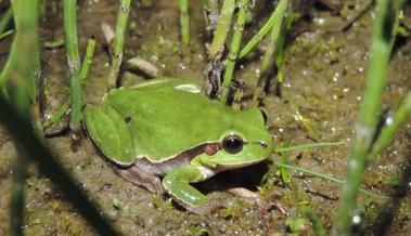 Fahrverbot wegen der Amphibien