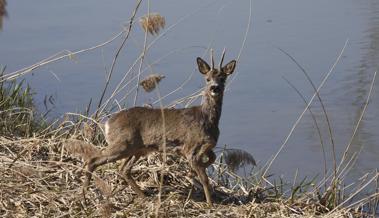 Rehbock statt Gänsesäger vor der Linse