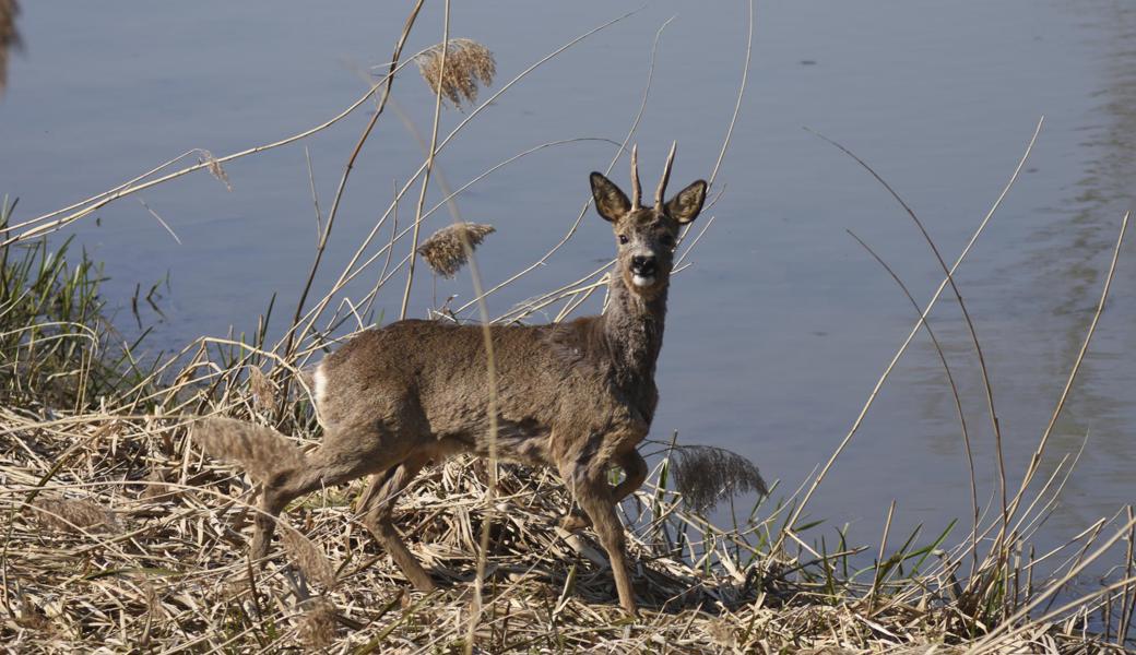 Rehbock statt Gänsesäger vor der Linse