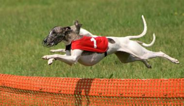 Prämierung und Coursing der Windhunde im Balger Riet