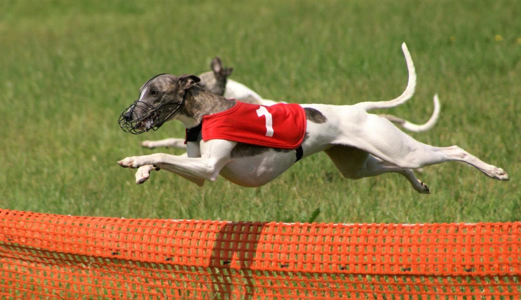 Im Coursing können die Windhunde eine Geschwindigkeit von bis zu 60 km/h erreichen.