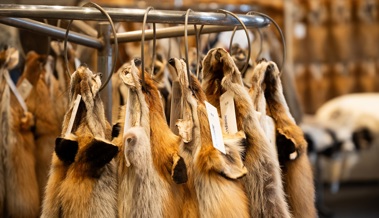 Lichtmess- und Pelzfellmarkt lädt zum Staunen und Feilschen ein