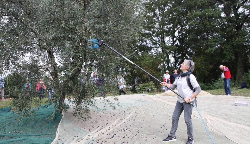 Adelheid Maurer versucht es mit  einer Schüttelmaschine.