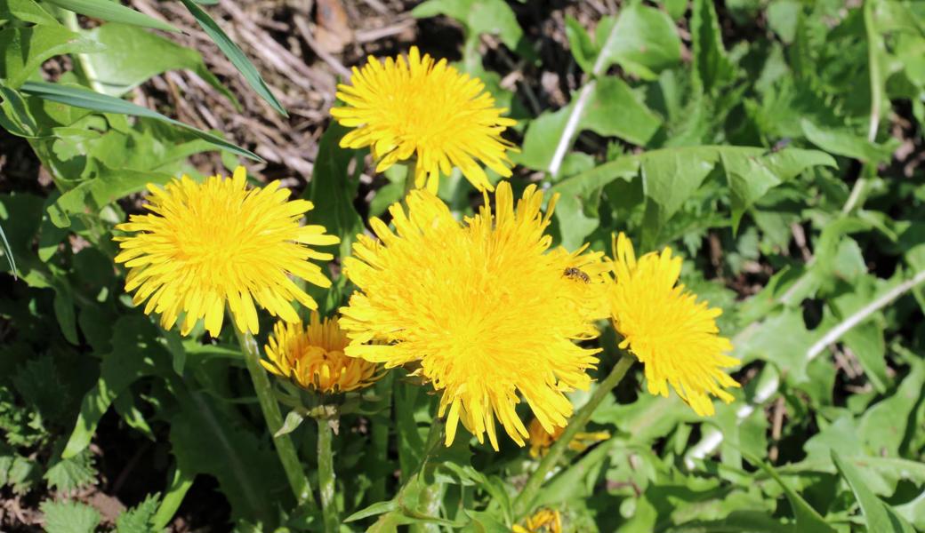 Fast gelber als die Sonne: Löwenzahn.