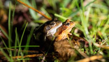 Todesfalle für Amphibien beseitigen