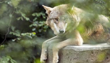 Der Wolf hat erneut im Rheintal zugeschlagen