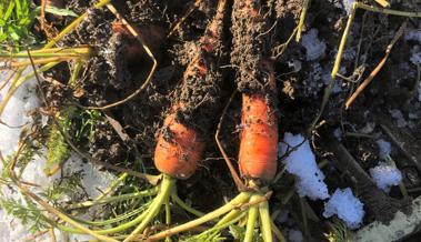 Garten: Frische Rüebli im Winter