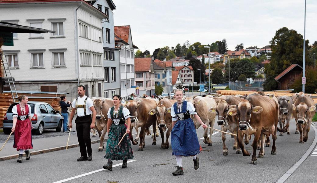 Die letzte Viehschau im Vorderland für dieses Jahr