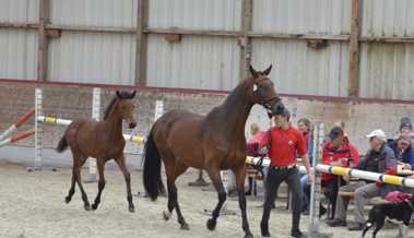 Fohlenschau mit mehr als 20 Pferden in der Reithalle Birkenau