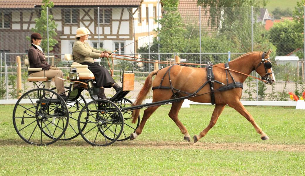 An zwei Tagen wird allen Pferdesportbegeisterten in Oberriet jede Menge Abwechslung geboten.