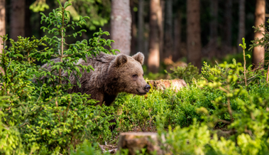 Wohl ein jüngeres Tier: Bärenspuren nahe der Schweizer Grenze entdeckt