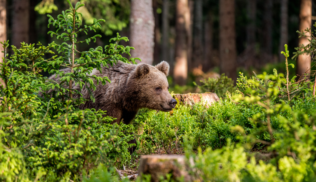 Wohl ein jüngeres Tier: Bärenspuren nahe der Schweizer Grenze entdeckt