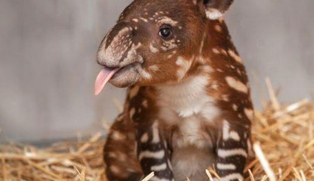 Was ist das für ein Tier? Weisst du es? Das ist ein Tapir-Baby.