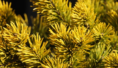 Diese Kiefer wird im Winter goldgelb – das steckt dahinter