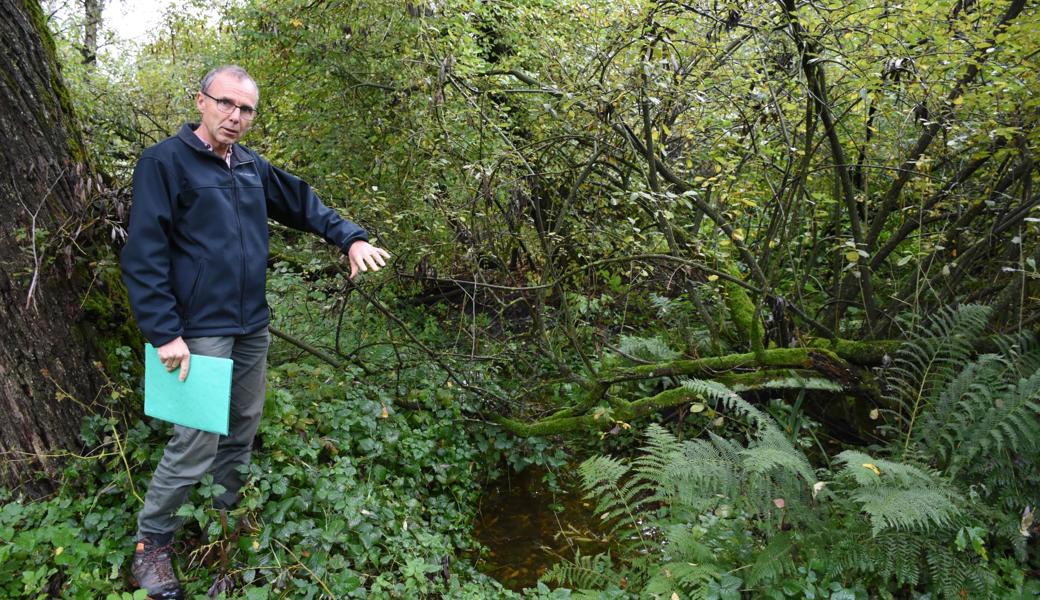 Urs Weber fasziniert die Natur auf der Parzelle, die zugunsten von Amphibien aufgewertet werden soll.