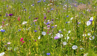 Blumige Gutscheinaktion: Im Rheintal liegen 1800 Franken in der Natur verteilt