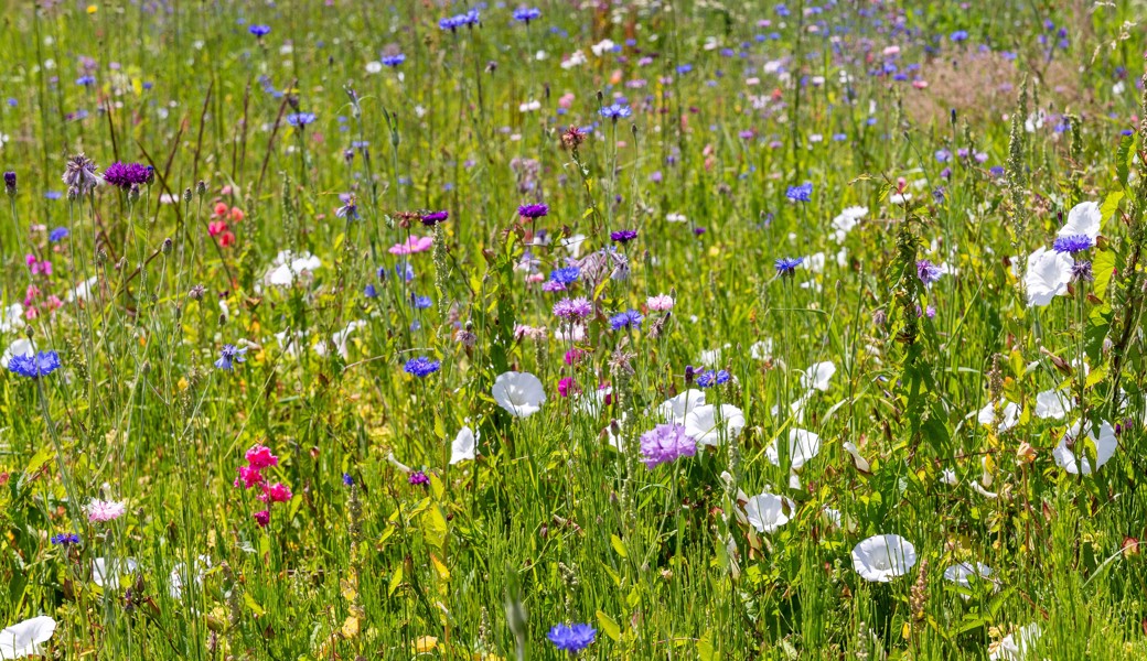Blumige Gutscheinaktion: Im Rheintal liegen 1800 Franken in der Natur verteilt