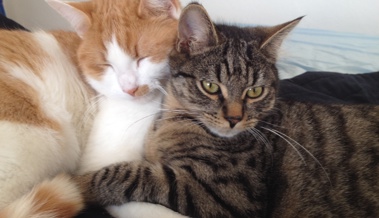 Fensterläden runter und Radio an: So wappnet sich die Katzenstation gegen die Silvesterknallerei