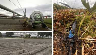 Gemüsebauer Florian Gasser: «Tröpfchenbewässerung ist das effizienteste System, das wir haben»