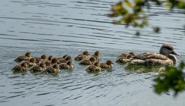 Kinder, wir gehen spazierschwimmen!