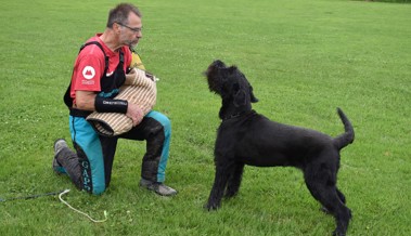 Nicht jede Hunderasse ist geeignet: So werden Vierbeiner von Profis zu Schutzhunden ausgebildet
