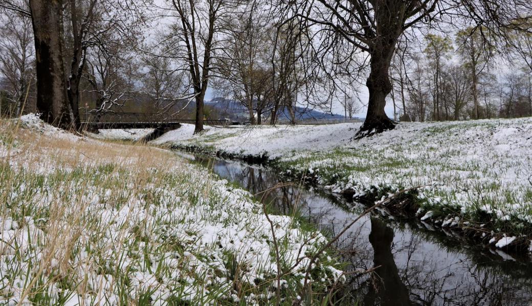 Der Zapfenbach in Balgach, kurz bevor er in den Rheintaler Binnenkanal mündet.