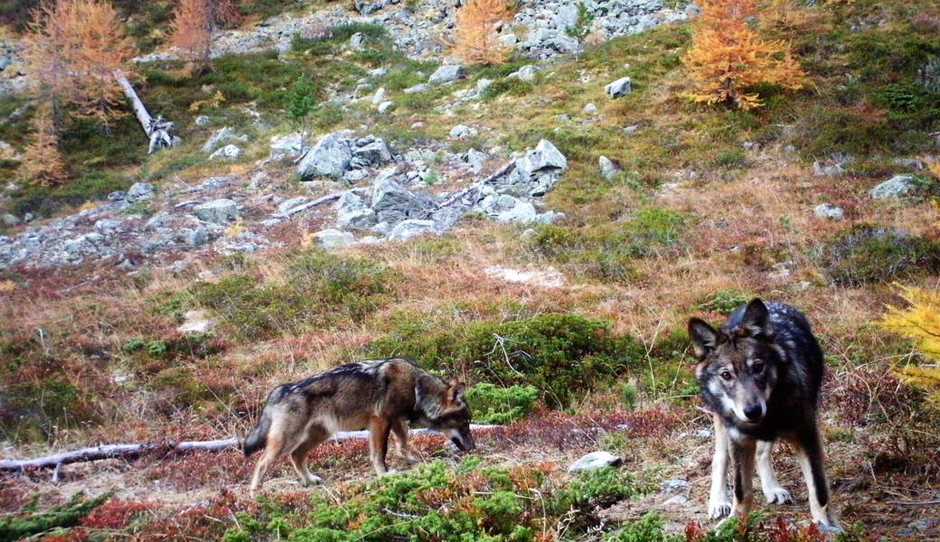 Letzte Woche haben Wölfe auf der Alp Mornen-Erdis im Murgtal ein trächtiges Rind verletzt.