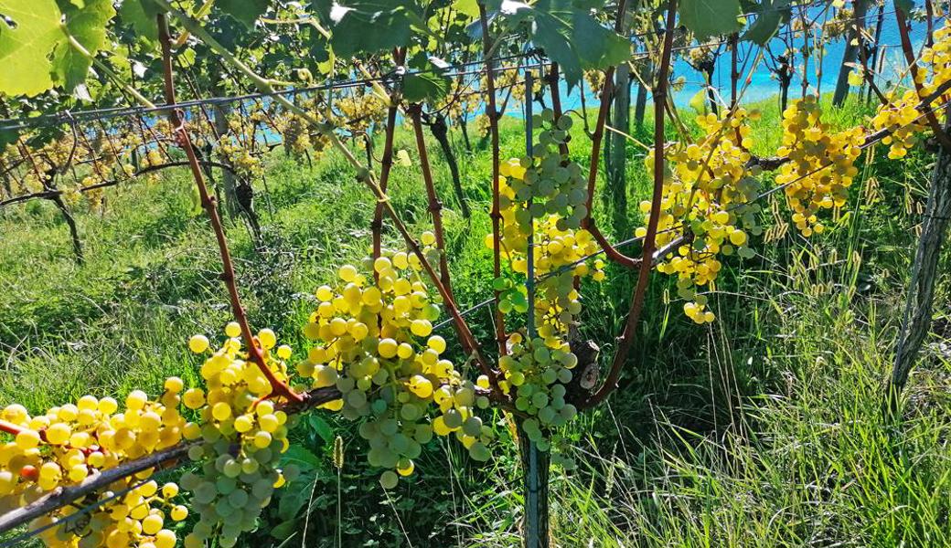 Der herrliche Sommer und ein milder Herbst lassen die Trauben süsser denn je werden. Goethe würde es hier gefallen, bei einem Gläschen Weissen. 