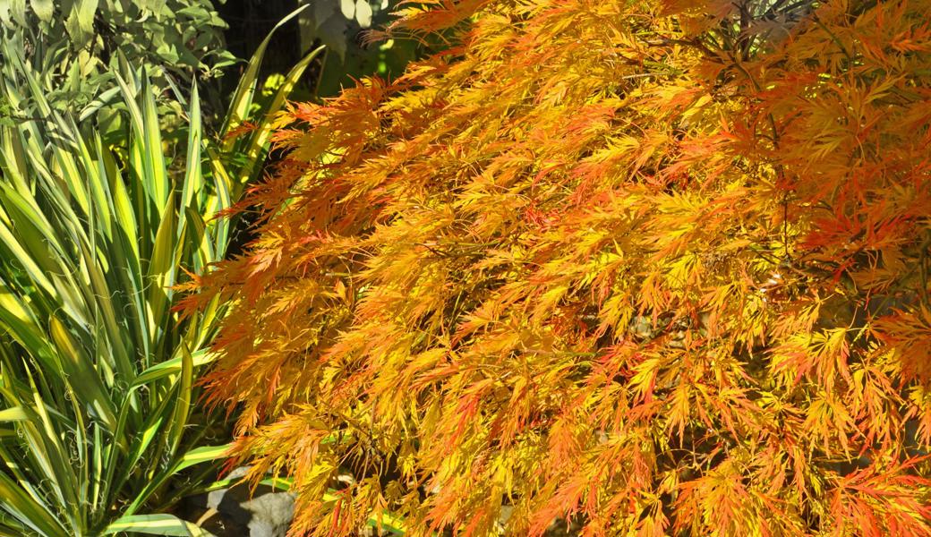 Japanische Ahornarten werden wegen ihres Herbstlaubs gern im Garten gesetzt. 