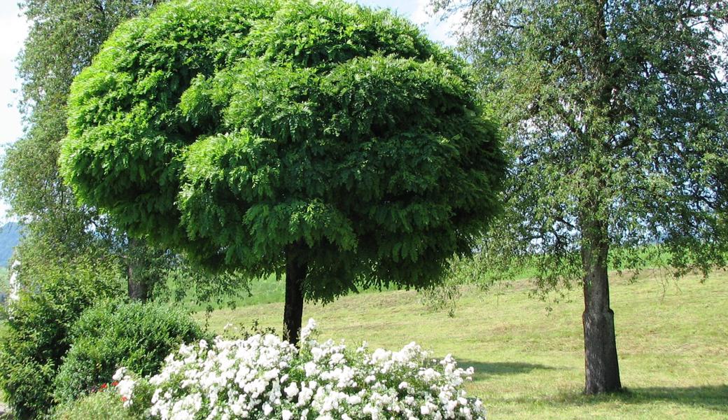 Ob Garten- oder Obstbaum, Bäume dienen dem Menschen.