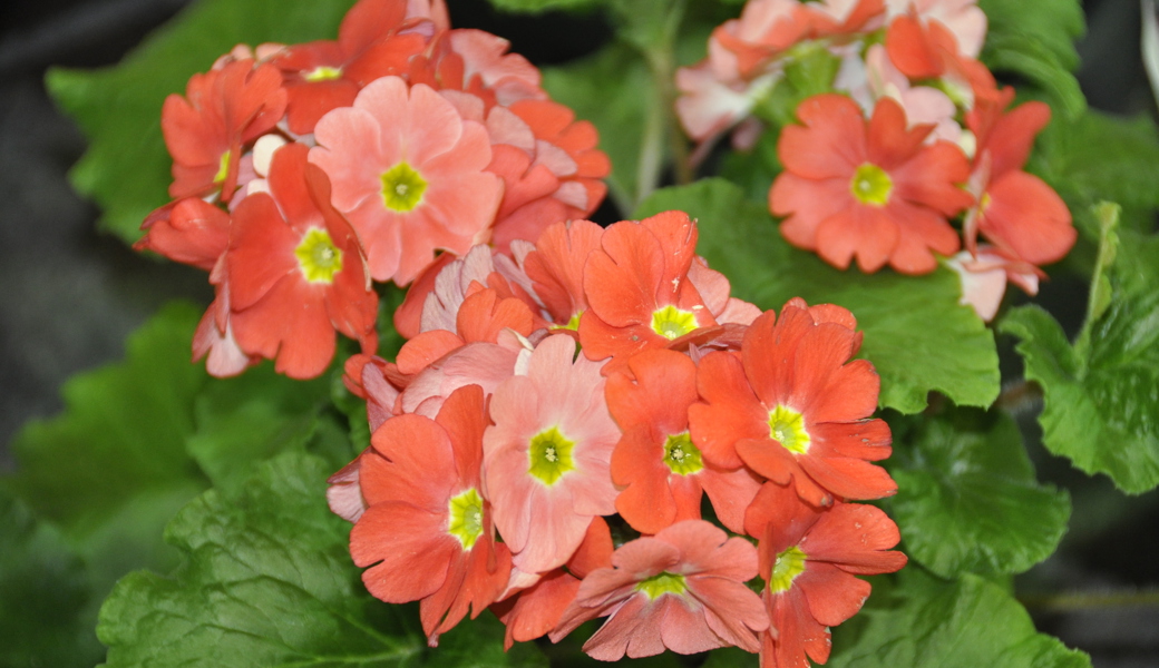 Die Becherprimel ist ein bewährter Klassiker, der in hellen Wohnräumen gedeiht