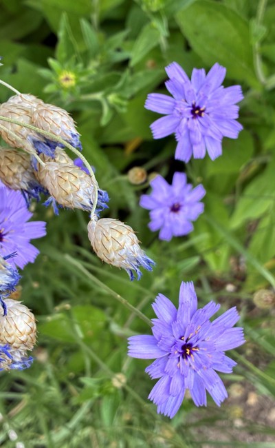 Unsere Autorin vertraute der KI und erlebte mit der Rasselblume eine Überraschung