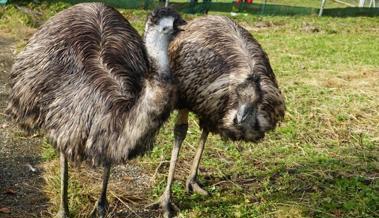 Vorschlag für namenlose Emus